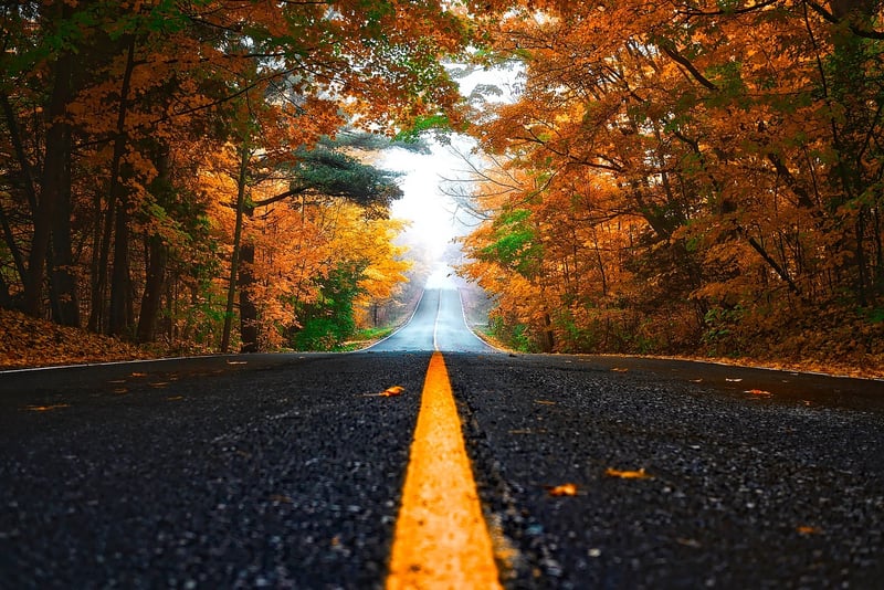 Road Forest Season Autumn Fall